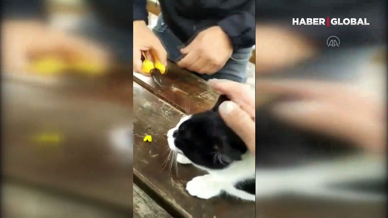 Balıkçıları uyardılar! Büyük acı çeken kedinin imdadına, piknik yapan vatandaşlar yetişti