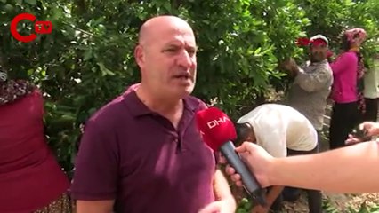 Adana'da mandalina hasadı başladı; talep az olunca fiyatlar düşük