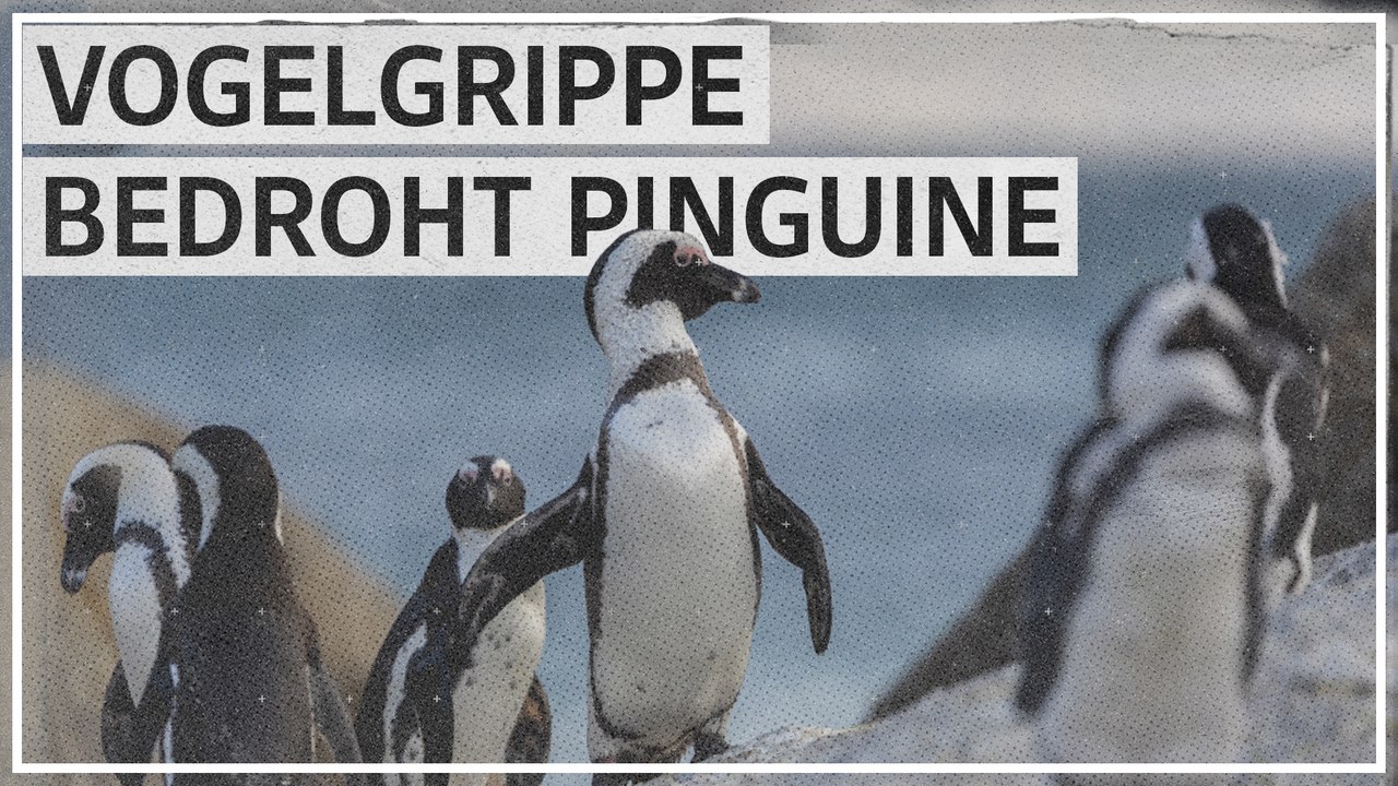 Vogelgrippe gefährdet Pinguine