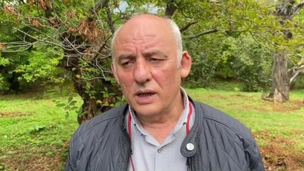 Sinop haber | Sinop'ta Kestane Ağaçlarına 'Gal Arısı' Dadandı