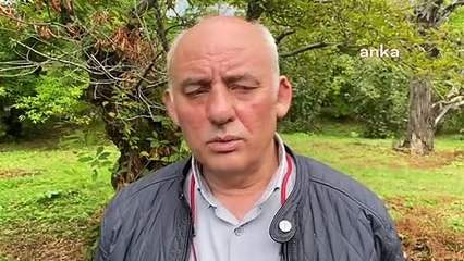 Sinop'ta kestane ağaçlarına 'gal arısı' dadandı