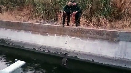 El alcalde en funciones de El Carpio de Tajo y dos guardia civiles salvan a un corzo de morir ahogado en un canal