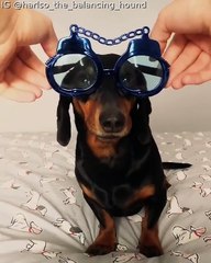 Harlso the Balancing Dachshund