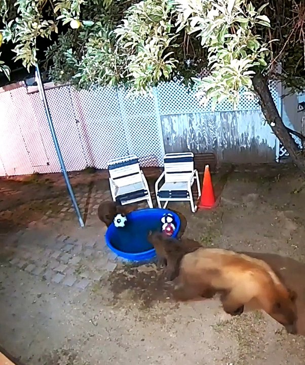 Bear Family Has Fun in Backyard