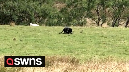 Teenage campers film huge 'PANTHER' feeding on 'dead sheep' in Peak District