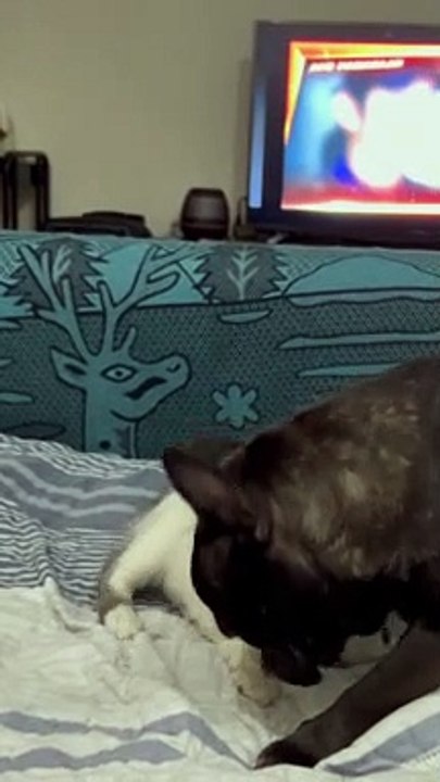 Cat and Dog Playing Together
