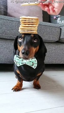 Dachshund Balances Stack of Crackers