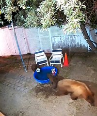 Bear Family Has Fun in Backyard