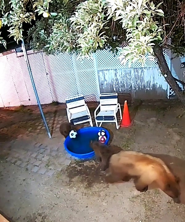 Bear Family Has Fun in Backyard