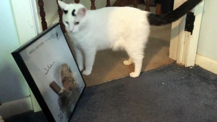 Skittish Scratching Cat
