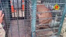 Onça-parda é resgatada em Planaltina e levada ao Zoológico de Brasília