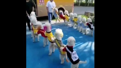 World Best Hand Sower Launch by NAMA- See First Look