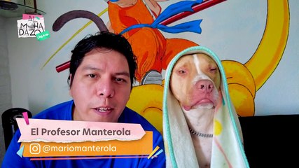 Animales en desastres naturales - Almohadazo Casero