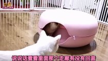 Buy a donut cat tunnel for a dozen cats, who likes it and who hates it- Who is too busy fighting to drill- -Documentary-HD full genuine video watch online-Youku