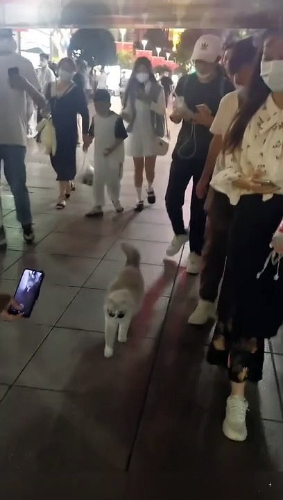 famous cat