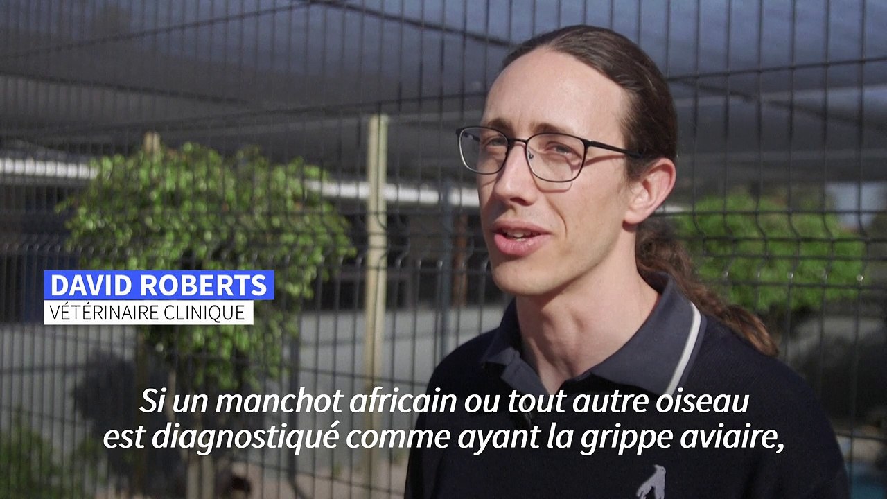 Afrique du Sud: les manchots du Cap touchés par la grippe aviaire