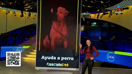 Rescatistas atienden a perrito con una pata lastimada