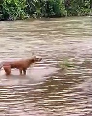 Loyal dog risks his life to meet his canine friend! 
