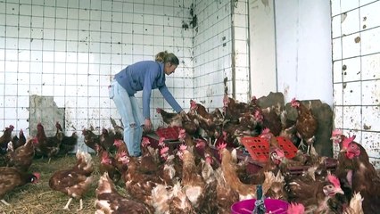 حياة ثانية هانئة للدجاجات البيّاضة بعد إنقاذها من المسالخ