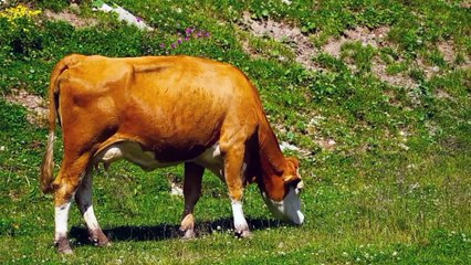 لم يستطع أحد الأقتراب منه