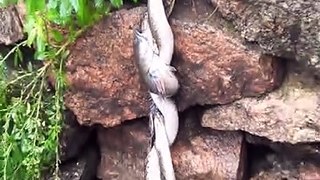 snake vs fish