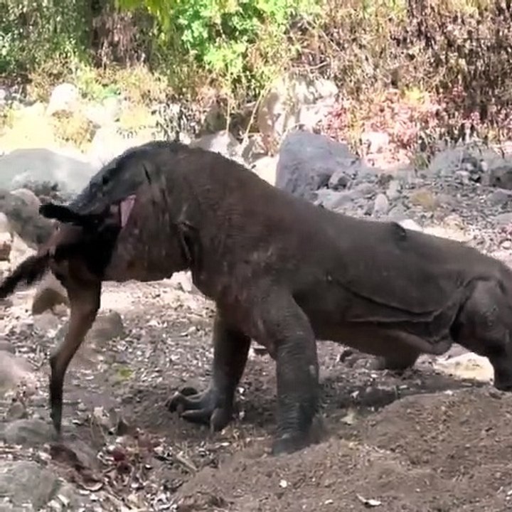komodo