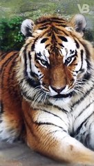 Which Animals Could Kill a Tiger #shorts