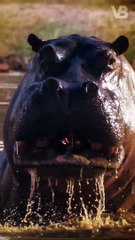 Which Animals Could Kill A Hippopotamus #shorts