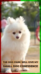 The Dog Park Will Give My Small Dog Confidence #shorts