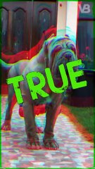 The Neapolitan Mastiff Doesn’t Tolerate the Heat or Cold #shorts