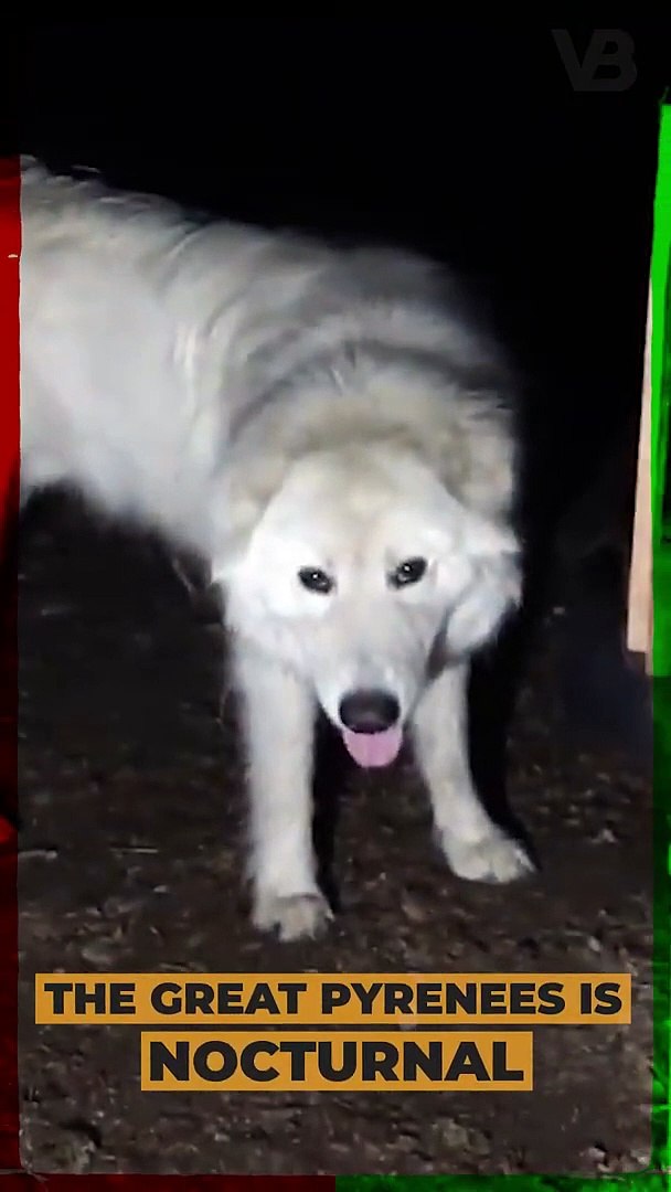 Are Great Pyrenees Dogs Nocturnal