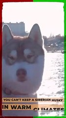 You Can't Keep a Siberian Husky in Warm Climates #shorts
