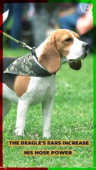The Beagle’s Ears Increase His Nose Power #shorts