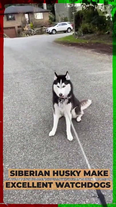 Siberian Huskies Make Excellent Watchdogs #shorts
