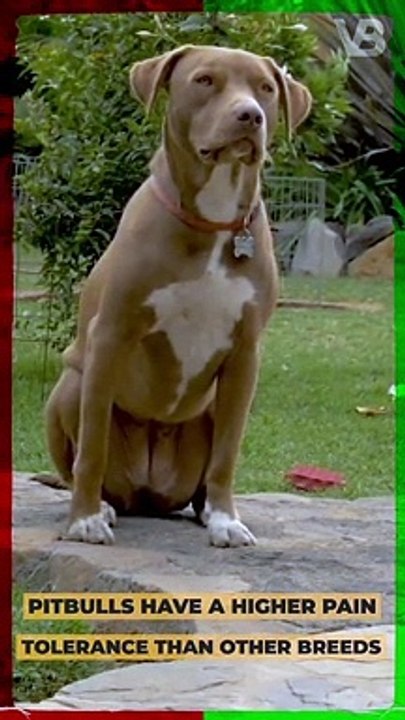 Pitbulls Have a Higher Pain Tolerance Than Other Breeds #shorts