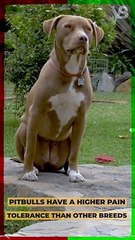 Pitbulls Have a Higher Pain Tolerance Than Other Breeds #shorts