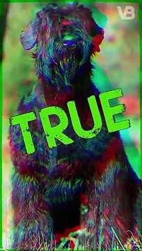 Used 17 Breeds to Create the Black Russian Terrier #terrier