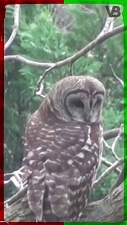 Owls Can Spin Their Heads 360 Degrees