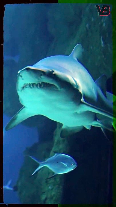 Sharks Can Smell A Drop Of Blood From Miles Away #shorts