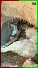 Wolves and Dogs Can Mate #shorts