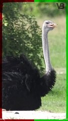 Ostriches Bury Their Heads In The Sand #shorts