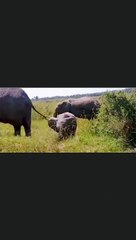 baby elephant trying to eat grass