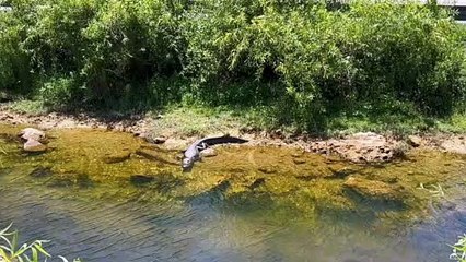Drone vira "almoço" de jacaré: animal salta de lago e pega dispositivo no ar