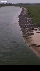 Una playa llena de cocodrilos