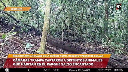 Cámaras trampa captaron a distintos animales que habitan en el Parque Salto Encantado