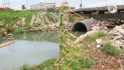 Entre basura y aguas negras, se da cultivo de maíz en playa de Coatzacoalcos