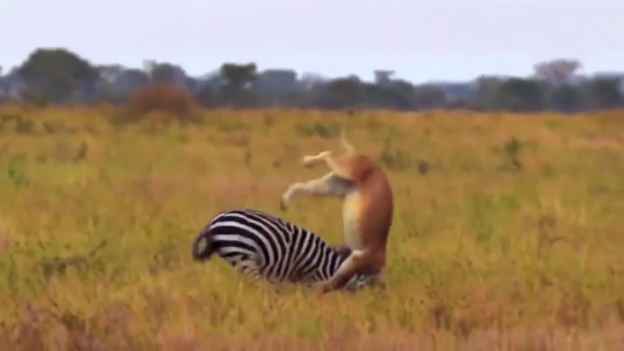 Too Brave! Powerful Mother Zebra Come To Rescue Poor Baby Zebra Escapes Lions