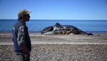 Al menos 13 ballenas muertas en santuario de la Patagonia argentina
