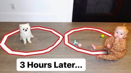 8 Month Old Baby Posie vs Tiny Puppy - Hilarious Last To Leave The Circle Challenge (1)