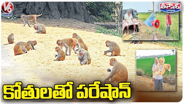 Monkeys Cause Public Panic Across State, Public Demands To Take Action _ V6 Teenmaar